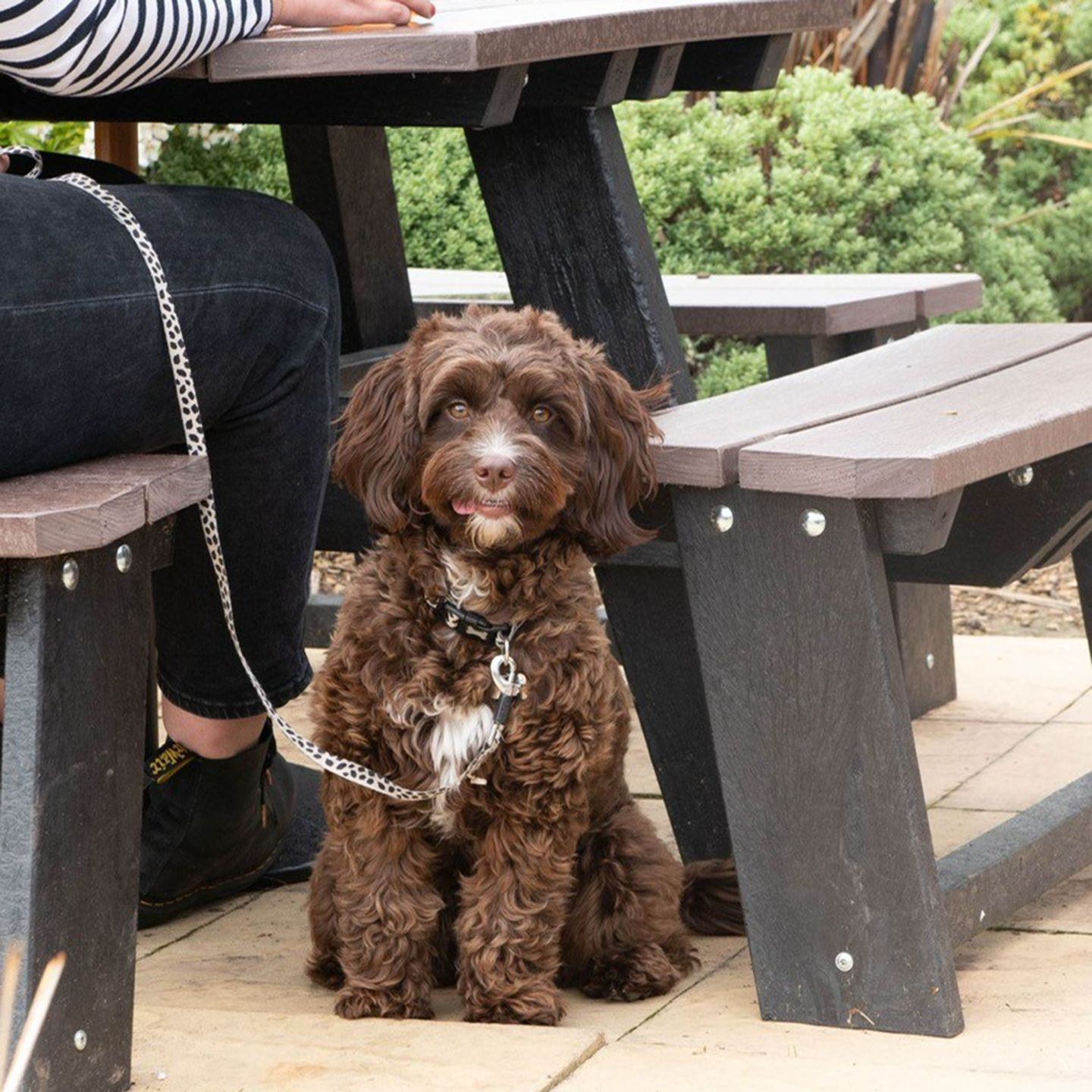Your local dog friendly pub in Wick St Lawrence